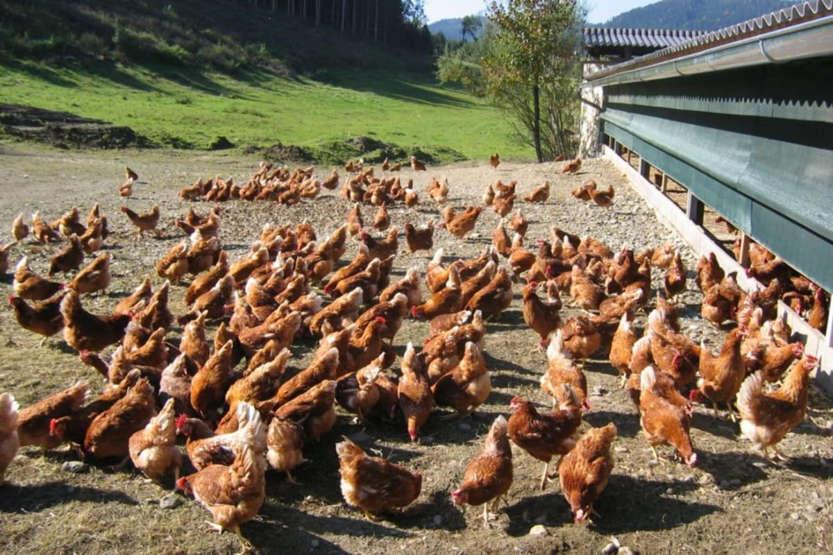 Huette Zum Verlieben Gurk Ngoại thất bức ảnh